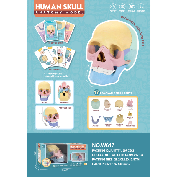 009507 Set educational